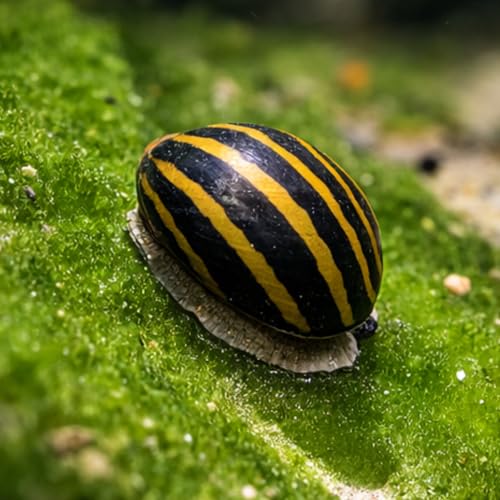 Neritina SP. – Escargot mangeur d'algues Vivant pour Aquarium d'eau Douce– Lot de 10 – Régulation Naturelle des algues- Acclimatation française NeoTropic