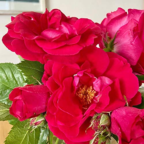 Green Paradise® Live Red Fragrant Kashmiri Valentine Rose Plant Bunch Roses plant (B08JNMRJ3K) Amazon Price History, Amazon Price Tracker