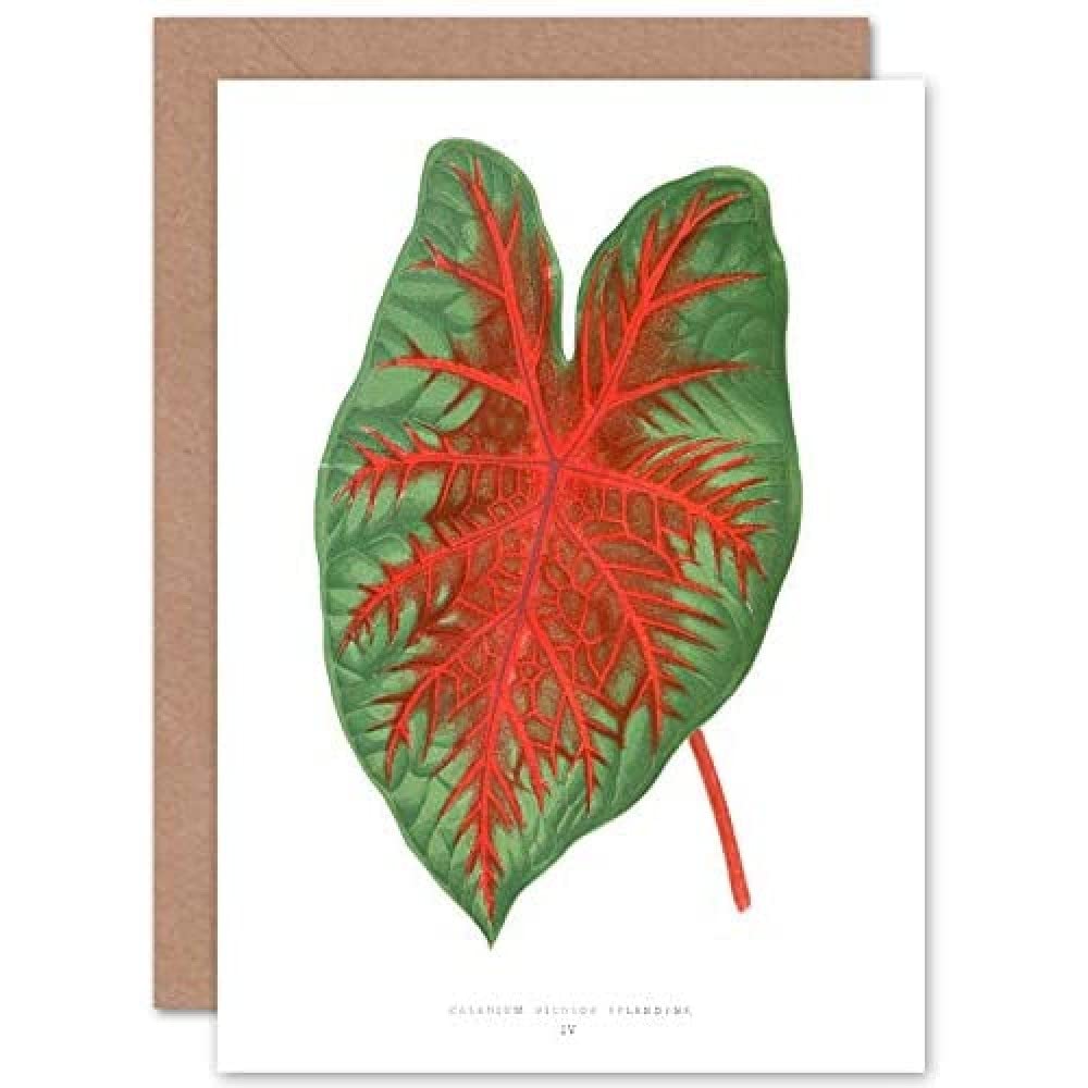 Artery8 Botanical Gardner Leaf Caladium Bicolor Spendens Greeting Card - Green