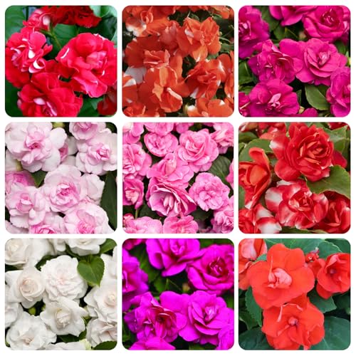 500+Mixed Impatiens Seeds for Planting Outdoor Home-Perennial Impatiens Balsamina Plants Ornamental Garden Potted Bonsai Indoor