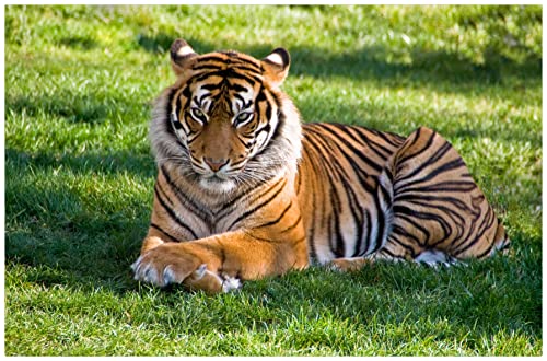 Puzzle de 1000 Piezas para Adulto,Puzzle de Madera,Tigre Bestia Tumbado En La Hierba Puzzle,Juego de Rompecabezas para Ancianos Cover