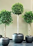 Ficus Benjamina Bonsai Weeping Fig Tree Benjamin Fig Ficus Tree Java Fig Chinese Banyan 20+ Seeds fo