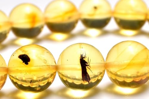 虫入り琥珀」の人気商品一覧 | 安い商品を通販サイトから探す - 価格.com