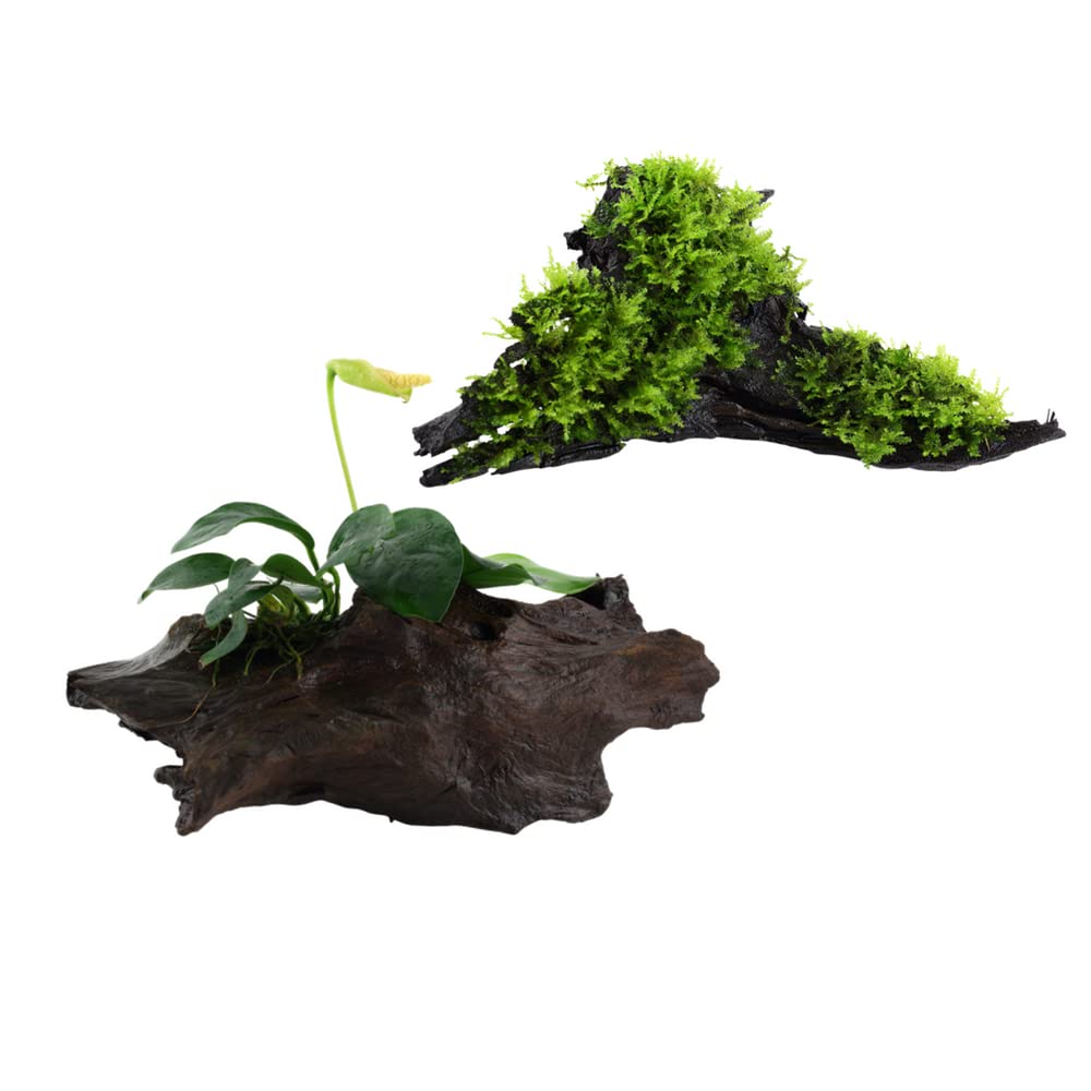AquaOne Rośliny akwariowe I 2 x rośliny wodne I roślina akwariowa na korzeniu I Anubias barteri VAR. Nana Vesicularia Montagnei "Christmas" I Zestaw Mix z 2 siedziskami
