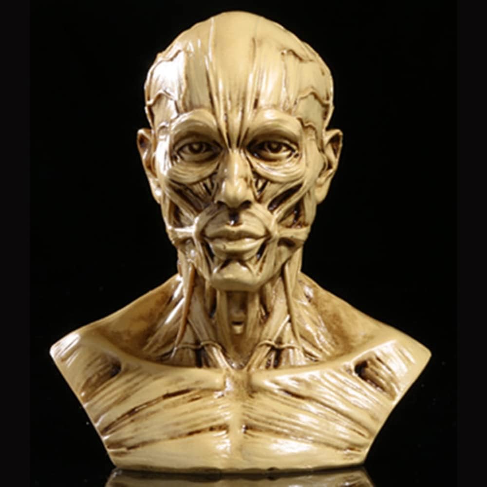 Gaolinci 4-Inch Portable Human Model Craft Anatomy Skull Head Muscle Bone Medical Artist Drawing Study