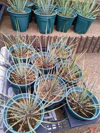 ユッカロストラータ実生苗　24株 ユッカ ロストラータ 実生株 Yucca Rostrata 006 | Sunny Branch