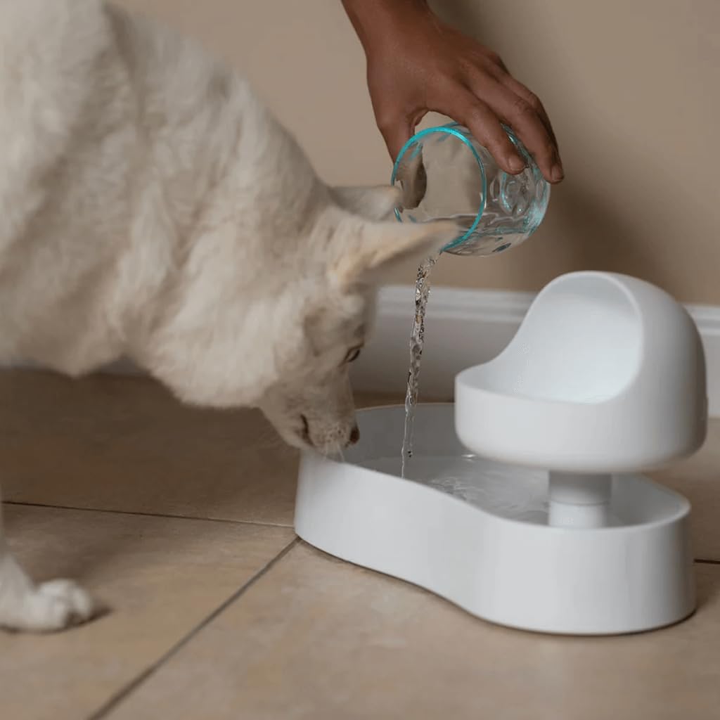 AniMoat Elevated Pet Bowl - Raised Dog & Cat Feeder with Moat Base, Non-Slip, Dishwasher Safe (Green)
