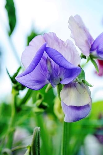 Miniatura 5 de Sweet Pea Blue Lathyrus - Semillas odoratus para plantar alrededor de 10 semillas o 0035 oz