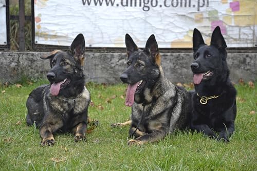 Dingo Gear Set - 2 x Trainingshalsbänder - 1 mit 1 Begrenzer und 1 mit 2 Begrenzern, wasserdicht, langlebig, für K9, Hundetraining, IGP, Agitation, Gehorsam, Schwarz XS (S10055)