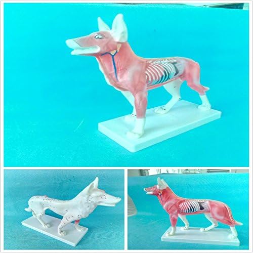 The dog acupuncture model