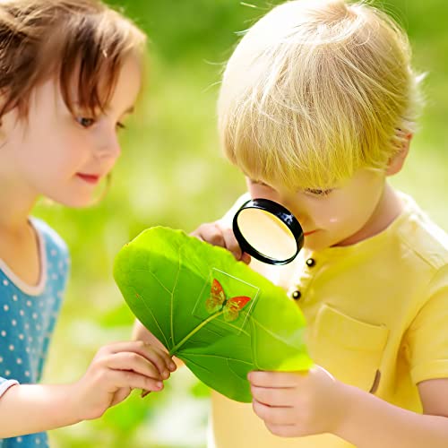 6 Pcs Real Butterfly Specimen Butterfly Paperweight Assortment Framed Butterfly Taxidermy Resin Butterfly Collection Display Science Toys For Home Office School, 6 Styles #TOP5