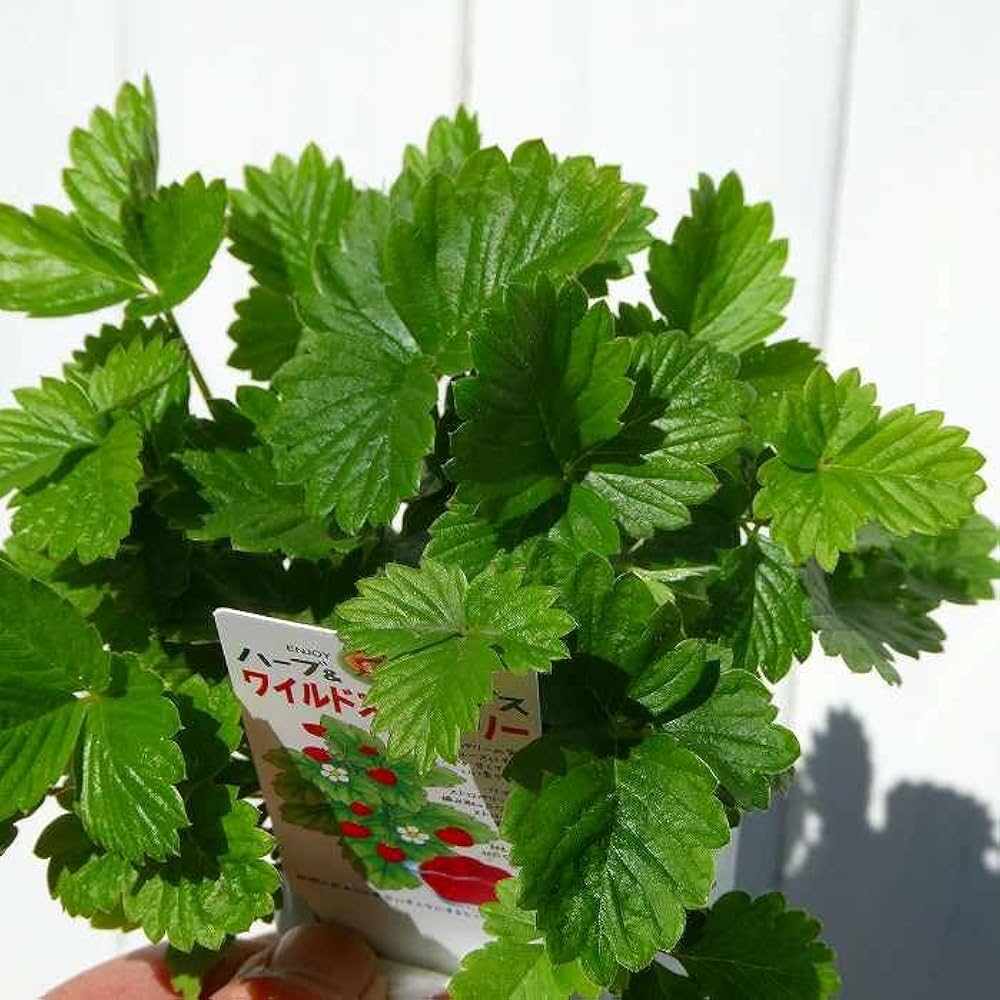 ★【新品】★★ワイルドストロベリー Amazon | ワイルドストロベリー 苗 2.5号 苗 ハーブ苗 グランド