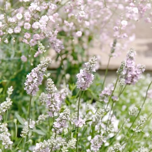 75 piezas Las semillas de lavanda son resistentes semillas de cobertura del suelo resistentes, jardín primavera silvestres