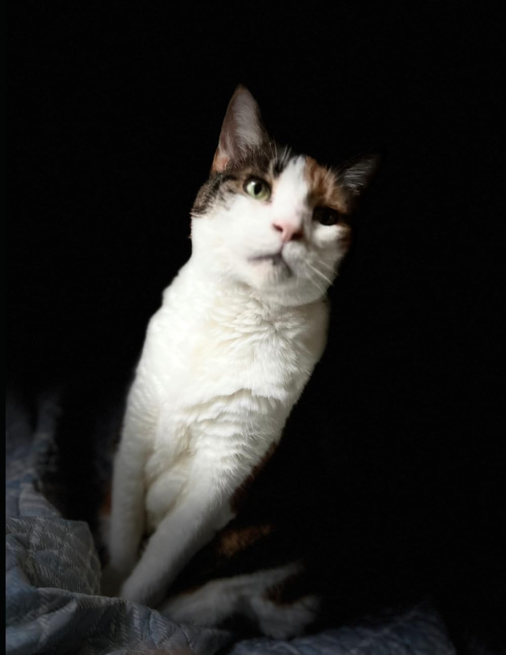 A YEAR IN THE LIFE OF A CAT NAMED BELLA
