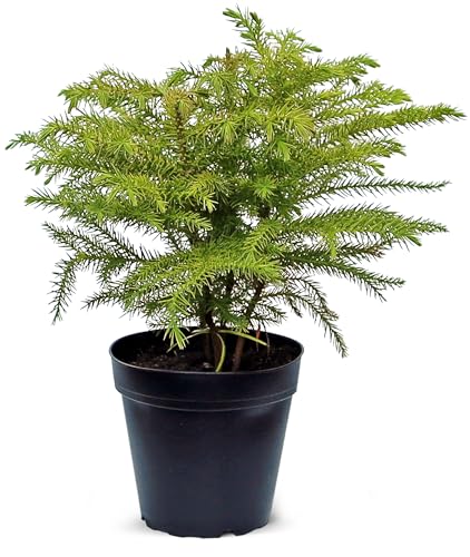 Live Norfolk Island Pine, Christmas Tree, Star Pine, Office Gift, Housewarming Gift, Thank You Gift, Air Purifying Plant, Birthday Gift, Office Gift in 4" Pot