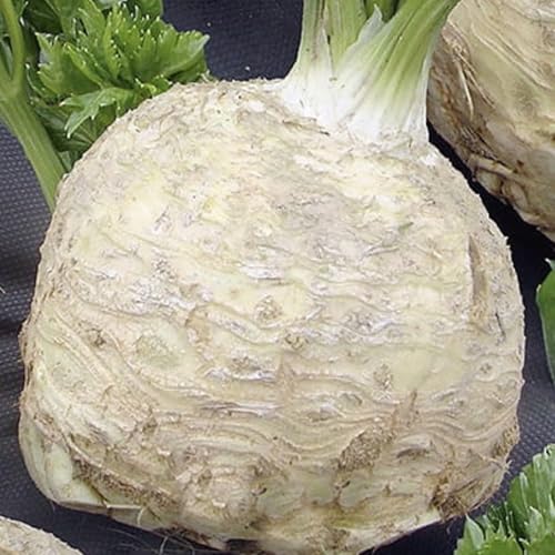 WegAna Semillas de Apionabo 10g, Semillas de Hortalizas Semillas de Cultivo para Invernadero Jardín Medio Temprano