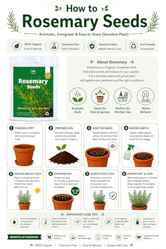 Image of Rosemary Seeds for Planting in Home Kitchen Garden (35-40 Seeds) (Rosemary)
