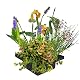 ‎S Vd Velde Waterplanten