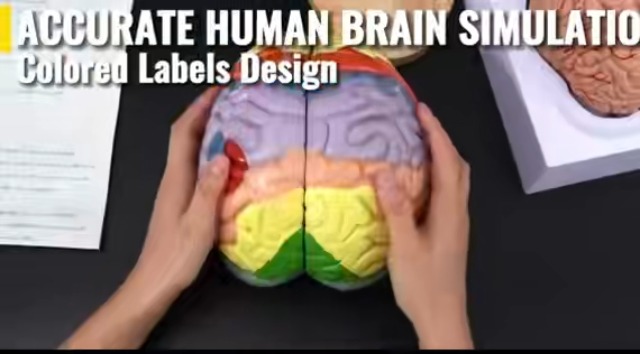 Image of Brain Model Anatomy 2X Life-Size 4-Part Detachable Human Brain Anatomical Model with Labels and Display Base, Color-Coded