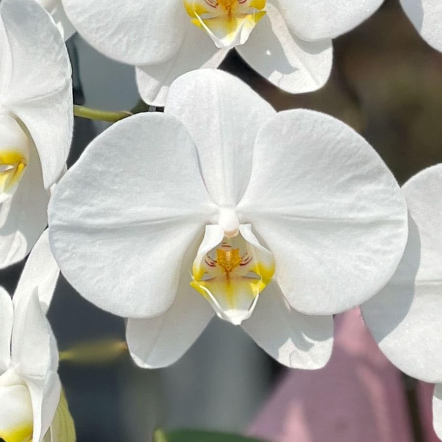胡蝶蘭専門店らんや 生花【つぼみ多め商品】 中輪胡蝶蘭 あんず姫３本立ち 【配送停止】北海道、青森、岩手、長野、山梨【配送不可】沖縄 🍀