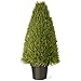 National Tree Upright Juniper Tree with Green Round Plastic Pot, 36-Inch