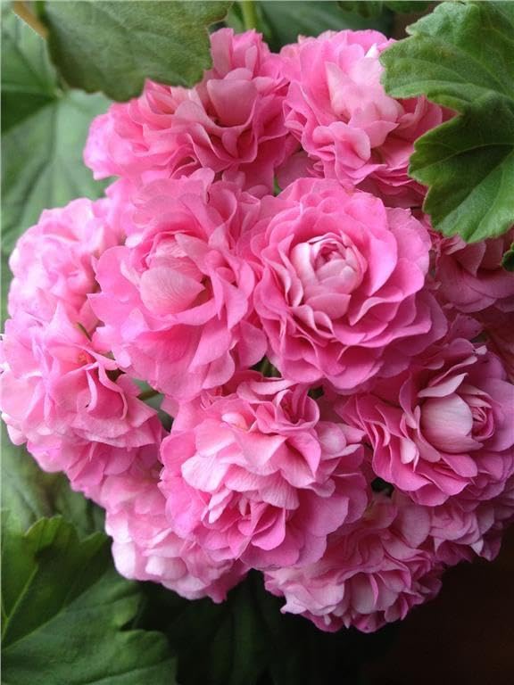 See full amazon price history chart for Oakwood Farms® Geranium imported flower seeds | pure pink Geranium Aromatic Flower Seeds For Indoor/Outdoor home Gardening Pack of 100 seeds Oakwood Farms® Geranium imported flower seeds | pure pink Geranium Aromatic Flower Seeds For Indoor/Outdoor home Gardening Pack of 100 seeds (B0CLYBQ8RT) Amazon Price History, Amazon Price Tracker