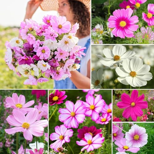 Cosmos (Cosmos bipinnatus) Mixed Color Seeds - 2000+ Seeds, Open