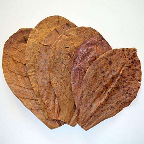 DNR AGENCIES, Indian Almond Leaves - (10 Leaves Aquarium Fish Food Natural Leaves-1 pack) (B07QWD3529) Amazon Price History, Amazon Price Tracker