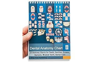 Dental Anatomy Charts - Master the Basics of Human Teeth Quickly And Easily