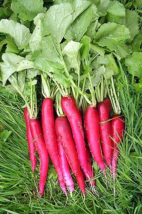 Golden Hills Farm® (AVG 500-1000) seeds Radish Radies Red Rossa Small Microgreens seeds (B0861B4HSY) Amazon Price History, Amazon Price Tracker