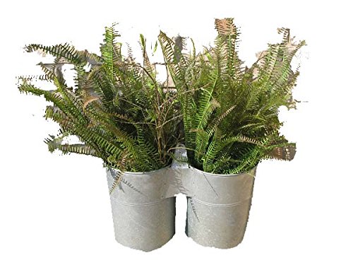 Pine Creek 18"x11.5"x9" Large Double Bucket