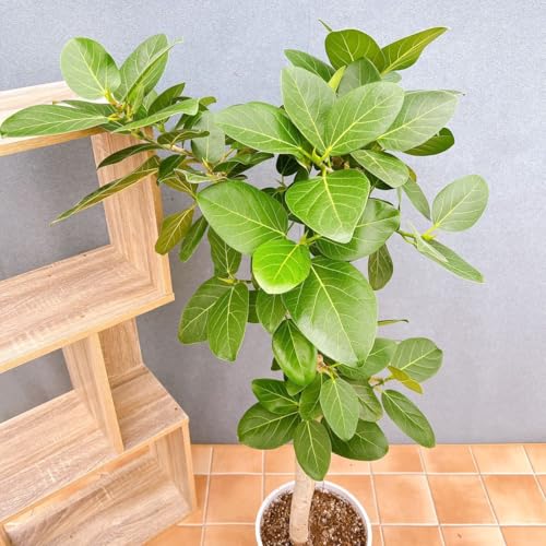 フィカス ゴムの木 ベンガレンシス 31番 曲り インテリアグリーン 室内 ドライガーデン 観葉植物