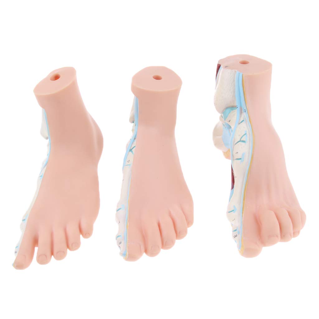B Baosity Modèle De Pied Humain Modèle De Muscle De Paume De La Jambe De La Voûte Plantaire Anatomie 1: 1