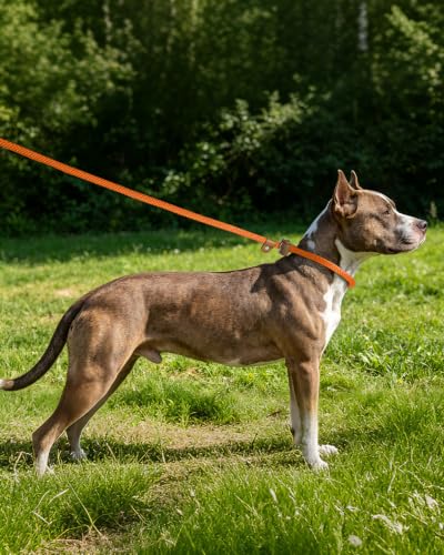 Image of 2 Pack Dog Leash Slip Lead Braided Rope Pet Training Loop Leashes 6ft 8ft