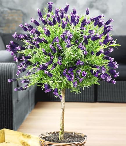 BALDUR Garten 1x Lavendelstämmchen mit Krone Pflanze im 1 5 Liter-Topf Lavandula für Balkon & Terrasse Duftlavendel winterhart duftend trockenresistent pflegeleicht bienenfreundlich
