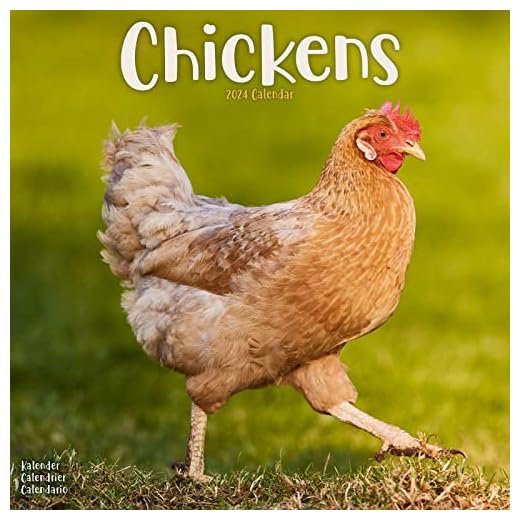 Chickens - Hühner 2024 - 16-Monatskalender: Original Avonside-Kalender [Mehrsprachig] [Kalender] (Wall-Kalender)