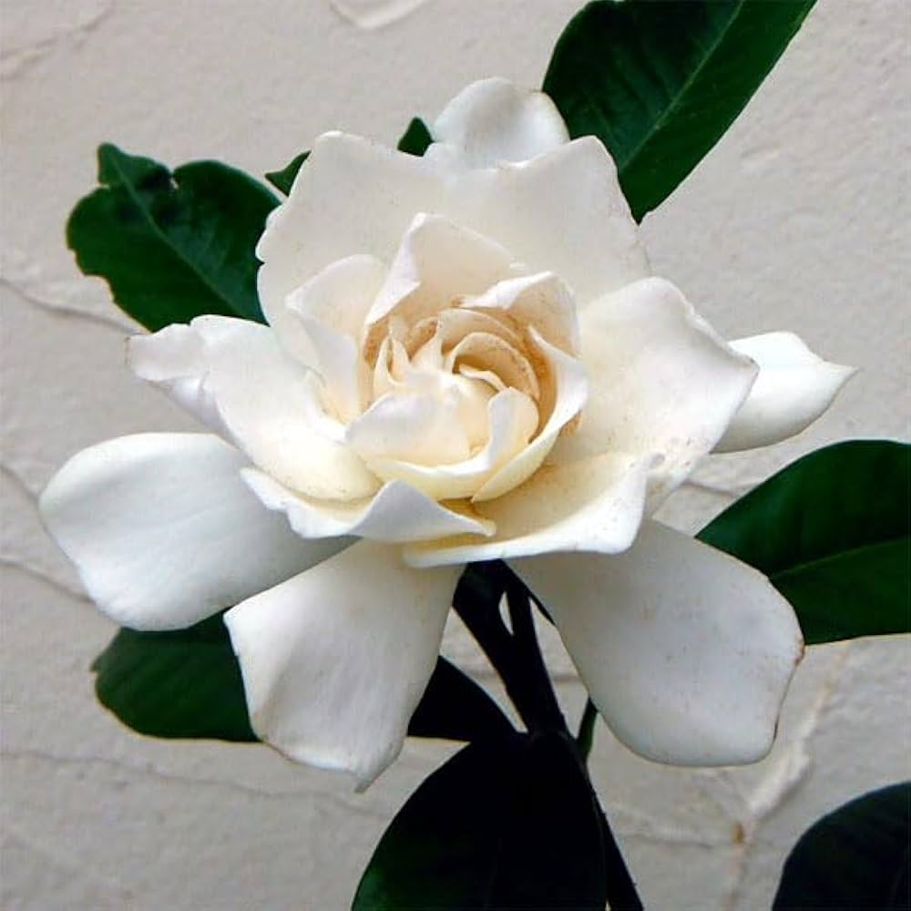 クチナシ　極太① 専用 クチナシ 極太① 専用