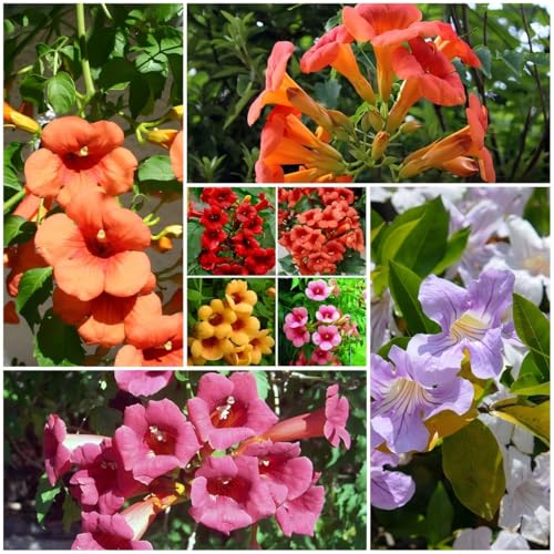 20+ Mixed Hummingbird Trumpet Vine Seeds for Planting - Non-GMO Seeds,Attract Hummingbirds & Butterflies for Outdoor Gardens