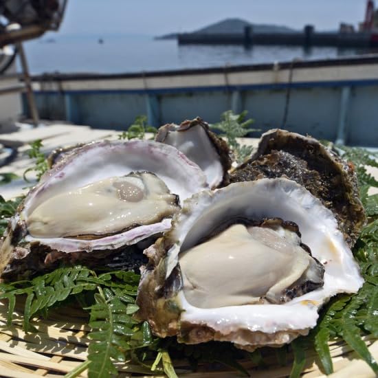 Amazon.co.jp: 海のミルク 鹿児島県 長島産 岩牡蠣 200～300g（8～10 