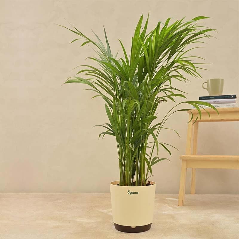 Image of Areca Palm Plant, Natural Air Purifier, Indoor & Outdoor Organic Live Plant, Stylish Home & Office Decor, Without Pot.A9