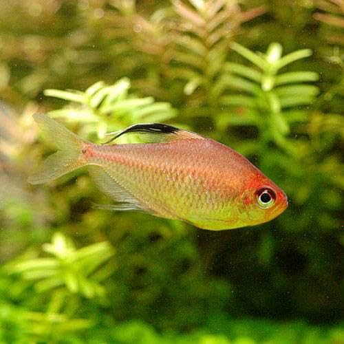 [charm] 熱帯魚 ダイヤモンドレッドペレズ・テトラ（５匹） 沖縄別途送料 北海道・九州航空便要保温