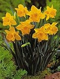 Blumenhandel Ullrich