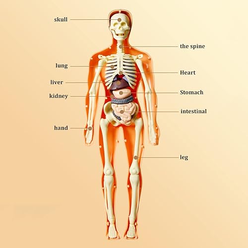 Miniatura 3 de Juguetes de anatomía para niños, modelo interactivo de cuerpo humano, modelo de órgano de torso humano ensamblado de 11.22 pulgadas para niños, para