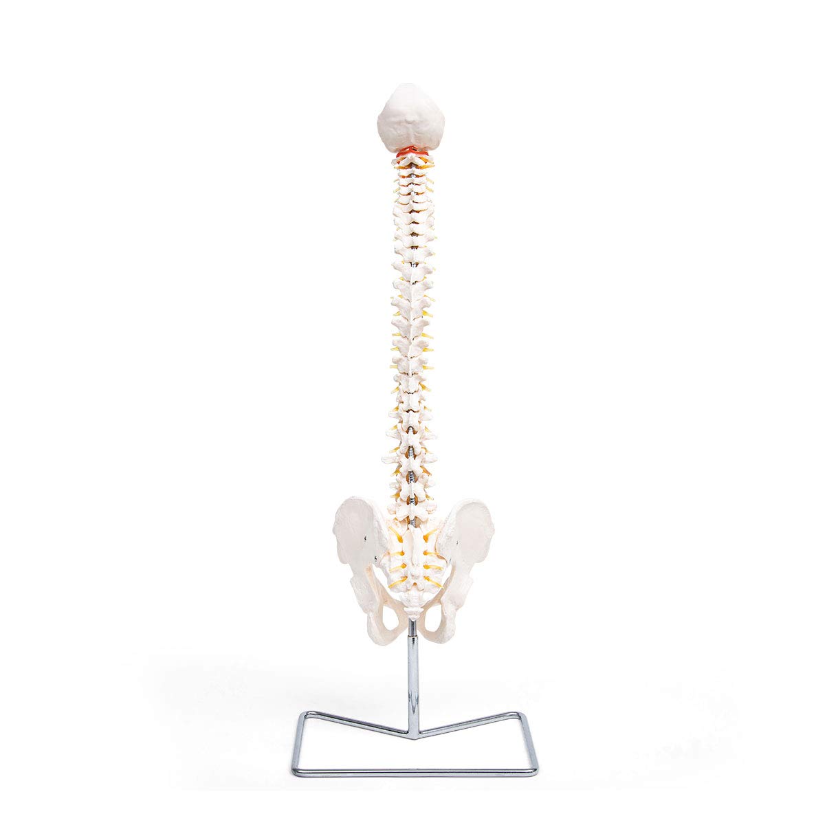 Anatomia Elementare Modello di Colonna Vertebrale – Modello Anatomico di Colonna Umana a Grandezza Naturale, Nervi Spinali, Arteria Cervicale, PVC Durevole