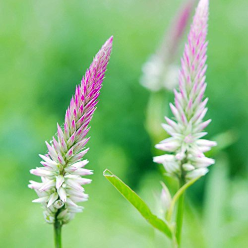 Flamingo Series Wheat Celosia Seeds - 1000 Seeds - Feather (White to Pink) - Annual Flower Gardening Seeds - Celosia spicata