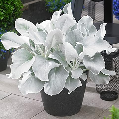 GardenersDream Senecio Angel Wings Plant with Silver Foliage Cover