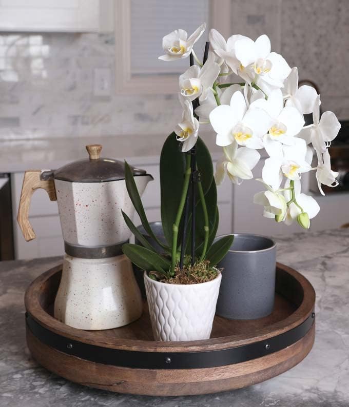From You Flowers - Pearly White Orchid Plant for Birthday, Anniversary, Get Well or Celebration
