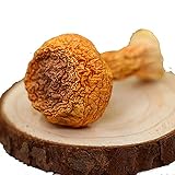 Brazil Mushroom;Ji Song Rong;Agaricus Blazei;Garicus Blazei Murill;Blazei Brazilian Cap Mushroom Ji
