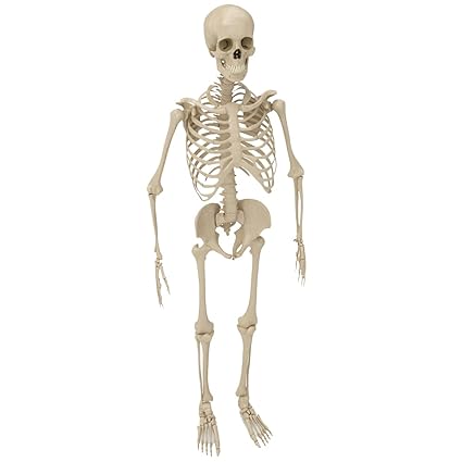 brown leaf Halloween Full Body 16 inch Plastic Skeleton Skull with Movable Possable Joints for Halloween Decoration, White