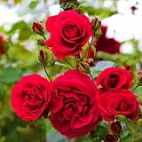 100PCS Red Rose Seeds Perennial Open-Pollinating Deciduous Beautiful Blooming Flower Seeds for Planting Garden
